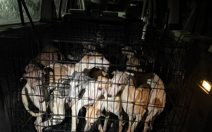 Wielka klatka z psami w samochodzie.