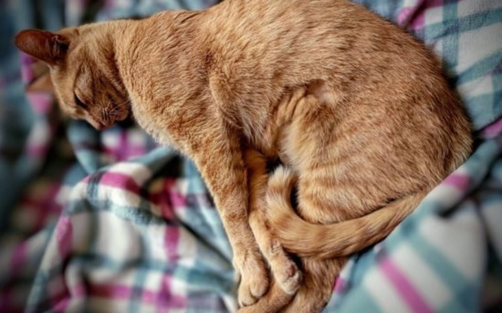 Śpiący kot na kocu w kratę.