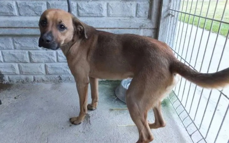 Zbiórka Pomóż mu opuścić schronisko - zdjęcie główne