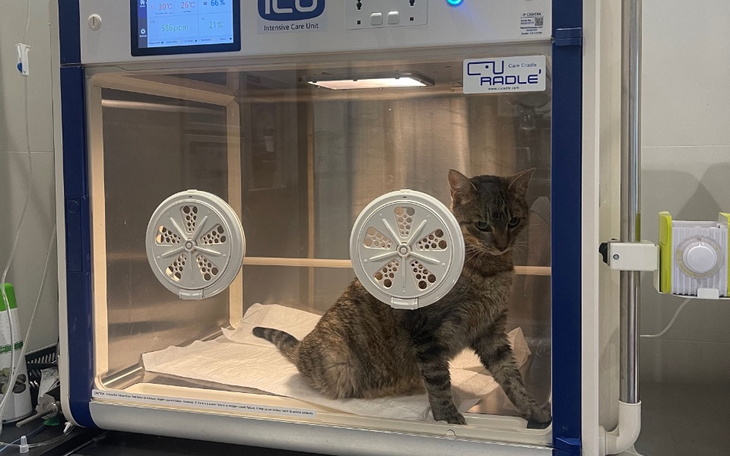 Zbiórka Badanie i leczenie kotka Gucia - zdjęcie główne