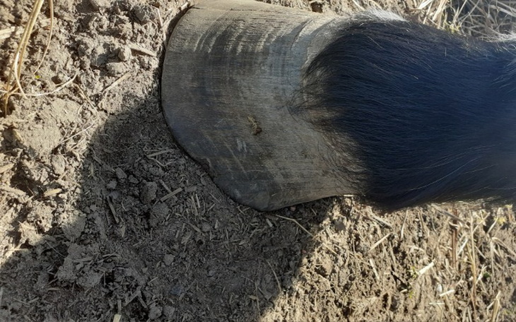 Zbiórka PROSIMY pomóż w opłaceniu kowala - zdjęcie główne