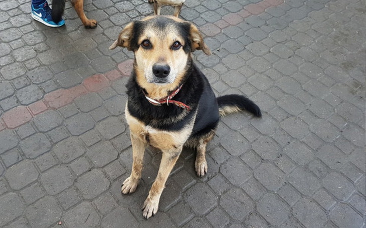 Zbiórka Karma sucha dla Krzykosiaków :) - zdjęcie główne