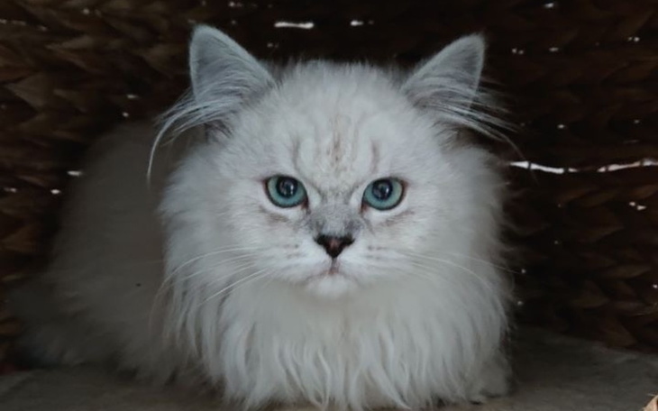 Zbiórka Uratujmy nóżkę małej Bunny - zdjęcie główne