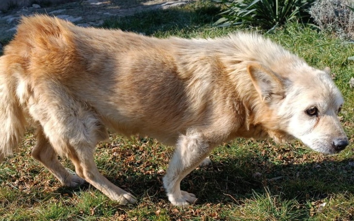 Stary pies spacerujący po trawie, z wyraźnymi oznakami starości.