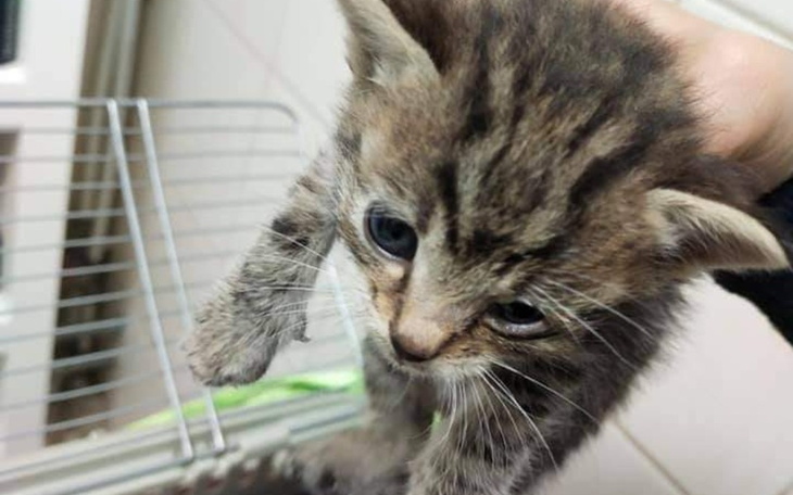 Zbiórka Koci katar . Ratujmy kocie oczy - zdjęcie główne