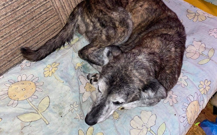 Zbiórka Milka i Łatka - zdjęcie główne