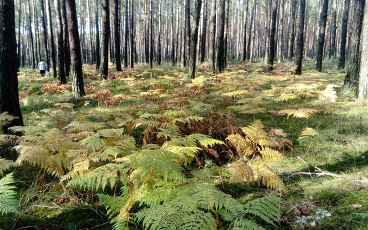Zbiórka Miły Gest internautów - zdjęcie główne