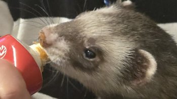 Zbiórka Fretka Osa - podanie osocza - miniaturka zdjęcia