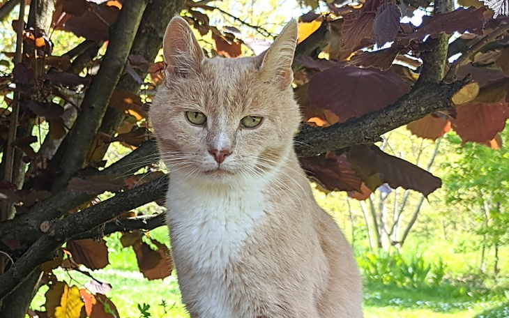 Zbiórka Benek - kot w IV stadium PNN - zdjęcie główne