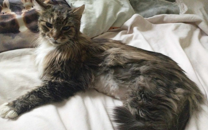 Zbiórka Zrzutka na ratunek kota Gilberta - zdjęcie główne