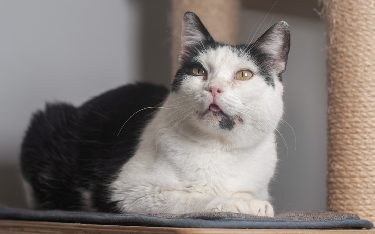 Kot leżący na półce, z ciekawym wyrazem twarzy.