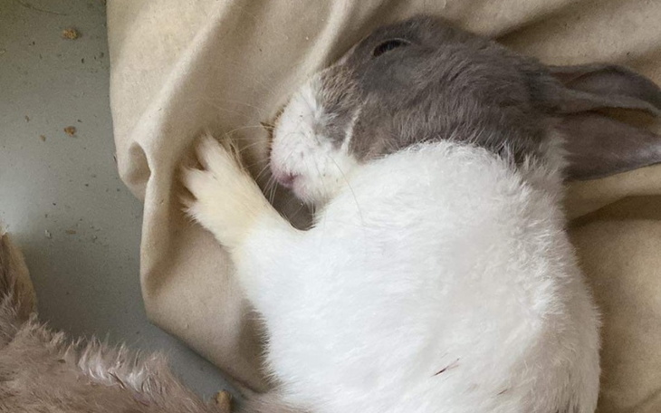 Zbiórka Pomoc dla cierpiącego króliczka - zdjęcie główne