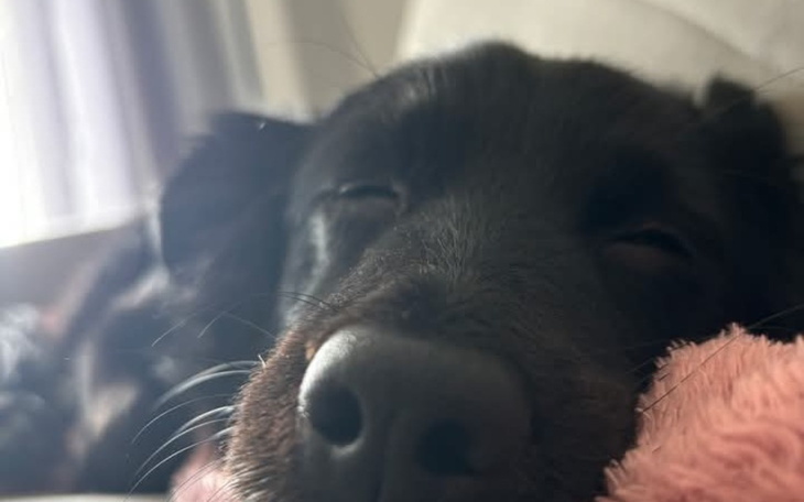 Czarny pies śpiący na poduszce, z zamkniętymi oczami.