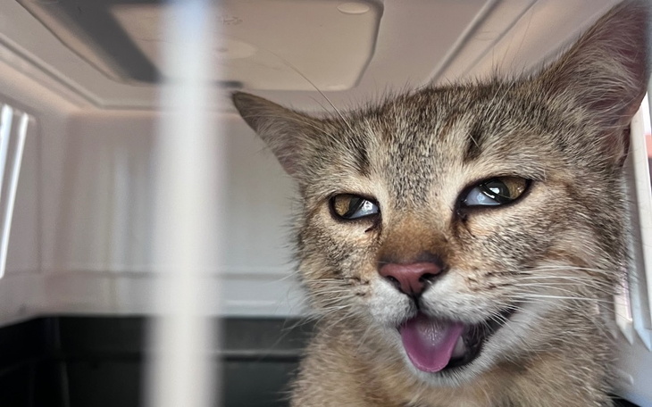 Zbiórka Ratujemy kotkę z dusznością - zdjęcie główne