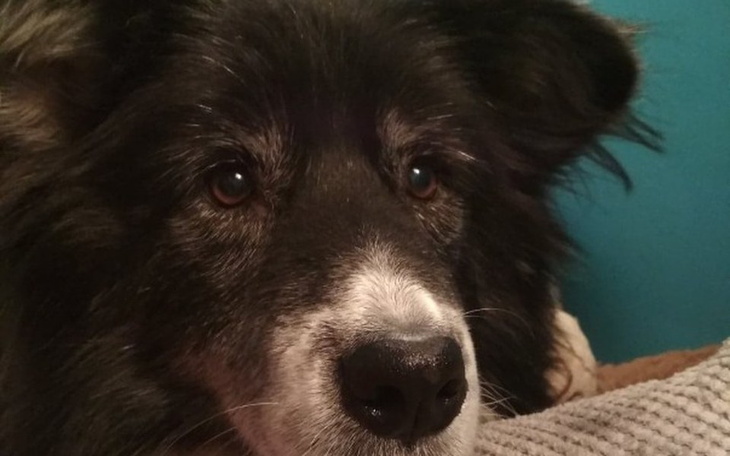 Zbiórka Mastektomia schroniskowej Efi - zdjęcie główne