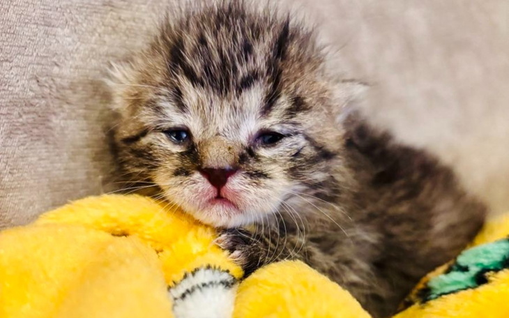 Mały kociak leżący na pluszowym misiu, z zamkniętymi oczkami.