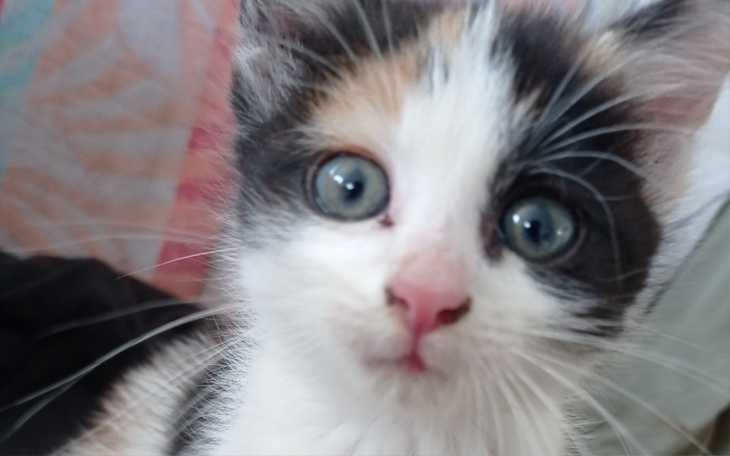 Zbiórka Pomoc dla Kreci. - zdjęcie główne