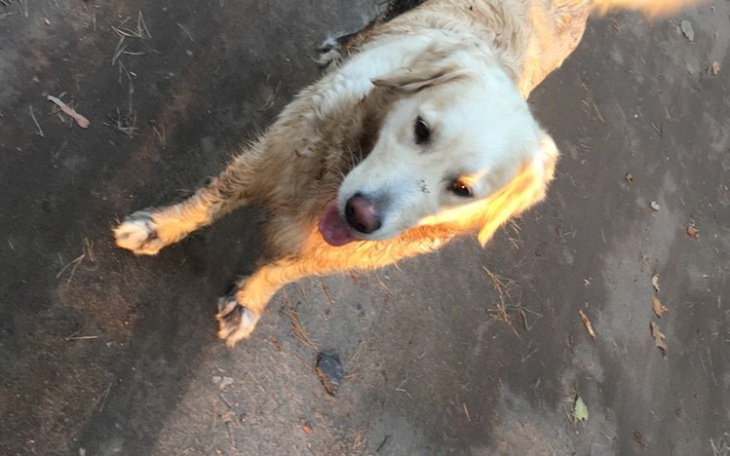 Zbiórka Operacja Miki - zdjęcie główne