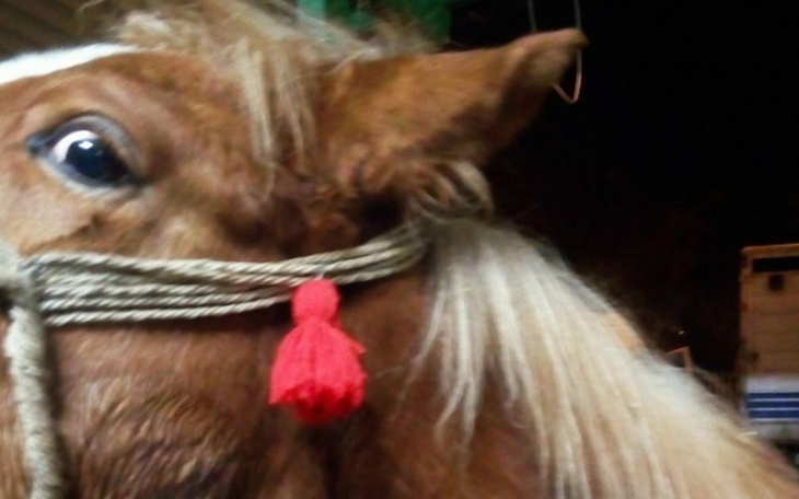 Zbiórka On nie odjedzie na rzeź - zdjęcie główne