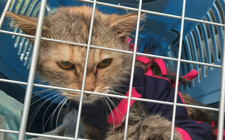 Zbiórka Sterylizacja i leczenie kotki - zdjęcie główne