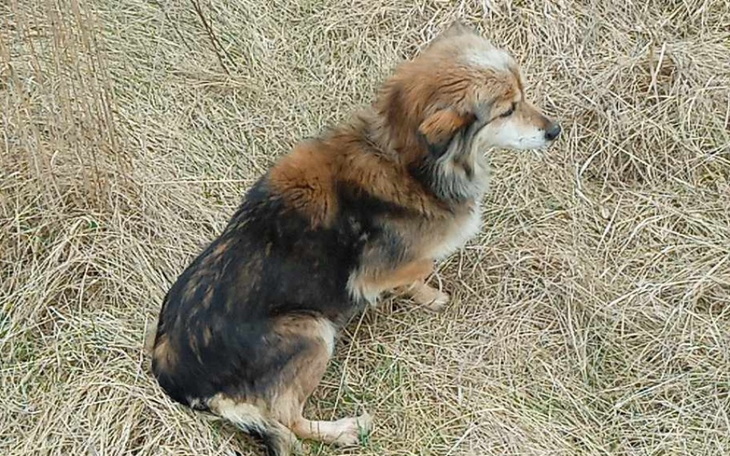 Zbiórka Ratując życie Lisi z pól... - zdjęcie główne