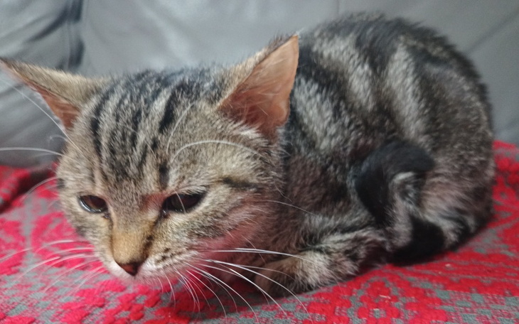 Zbiórka Leczenie przygarniętego kociaka - zdjęcie główne