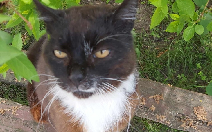 Zbiórka Leczenie nerek kitka i badania - zdjęcie główne