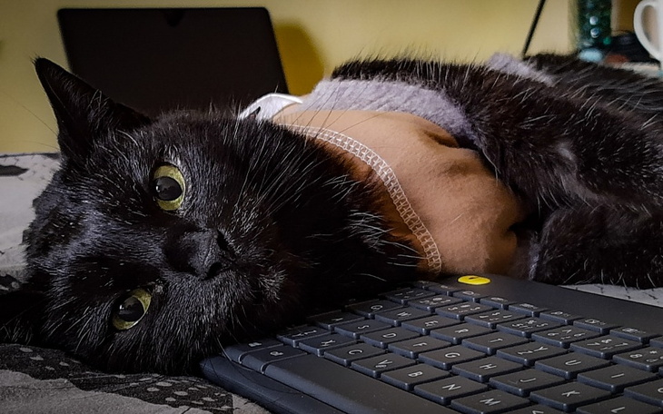 Zbiórka Operacja kotki Lary - zdjęcie główne