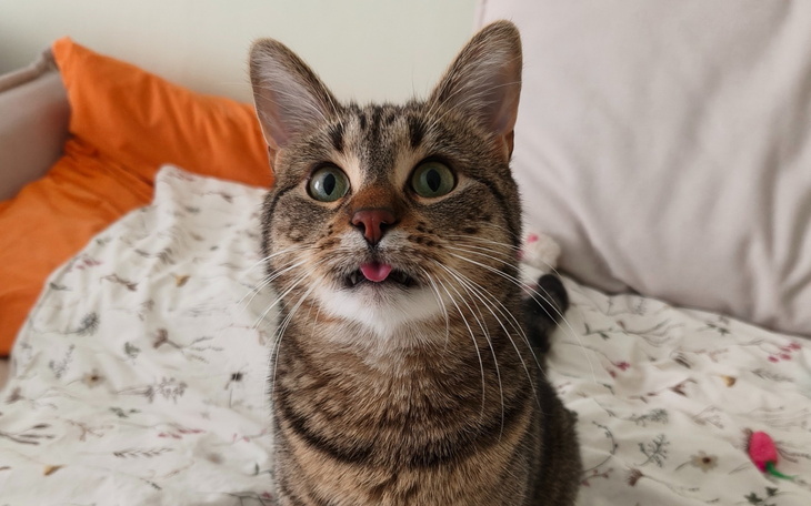 Kot leżący na poduszce, z zamkniętymi oczami.