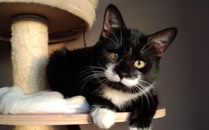 Czarny kot z białym brzuchem odpoczywa na drapaku.