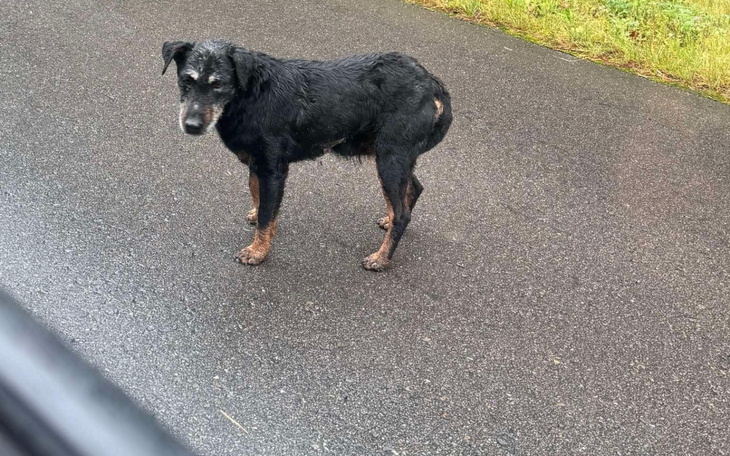Czarny pies na drodze, wygląda na zagubionego.
