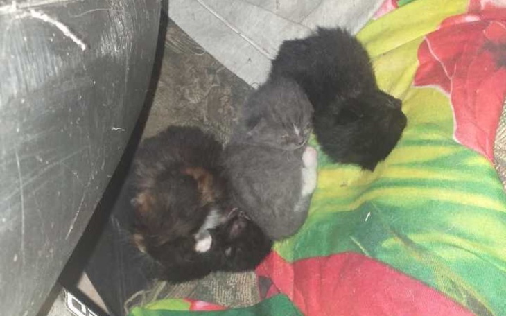 Zbiórka Ucieczka przed utopieniem - zdjęcie główne