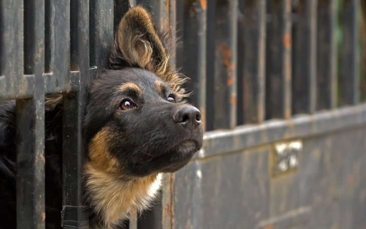 Zbiórka Schronisko w Chorzowie - zdjęcie główne