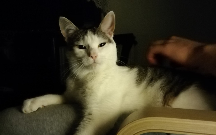 Zbiórka Fifi gaduła - zdjęcie główne