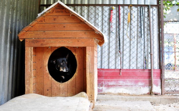 Zbiórka Pomóż psieżyć - zdjęcie główne