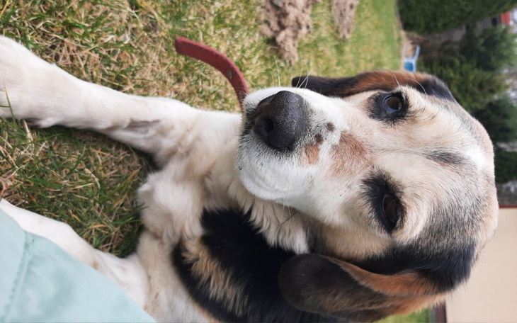 Zbiórka Transfuzja krwi dla Belli - zdjęcie główne