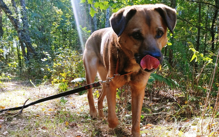 Zbiórka Świateczna zbiorka dla Korabek - zdjęcie główne