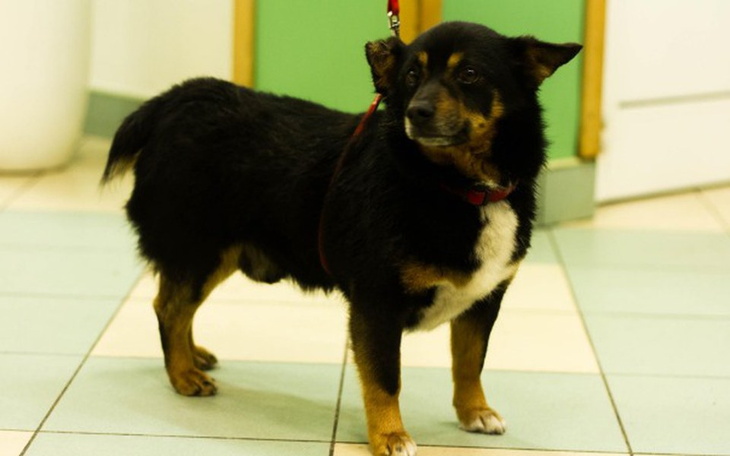 Czarny pies w lecznicy weterynaryjnej.