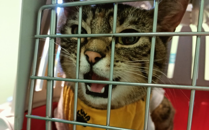 Zbiórka Kotka z drogi expresowej S5 - zdjęcie główne