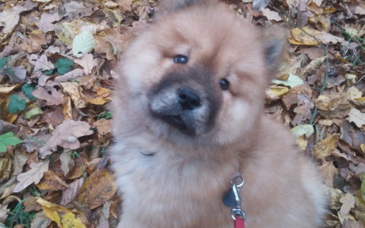 Zbiórka Odszedł, dziękuję za pomoc... - zdjęcie główne