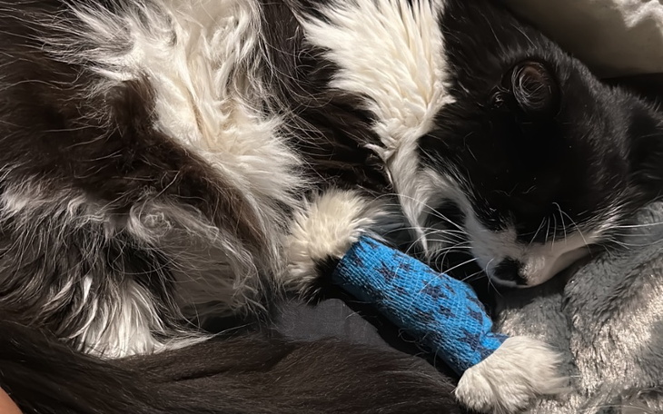 Zbiórka Helenka operacja i transfuzja - zdjęcie główne