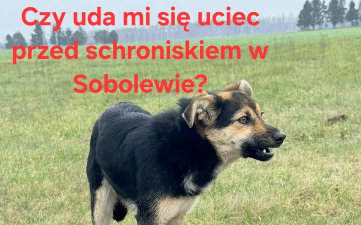 Pies na łące, zastanawia się nad ucieczką przed schroniskiem.