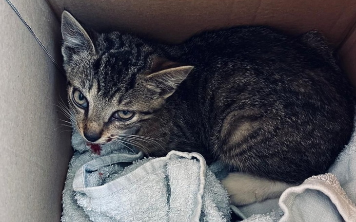 Zbiórka Operacja Żuchwy Kocurka - zdjęcie główne