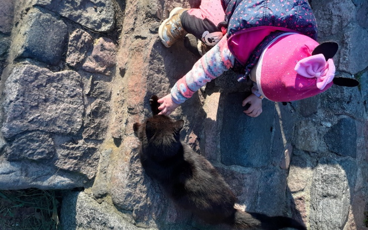 Zbiórka Na zywnosc dla kotkow w zimie - zdjęcie główne