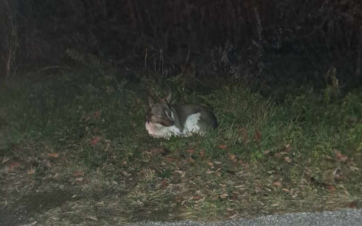 Zbiórka Na operacje bezdomniaka - zdjęcie główne