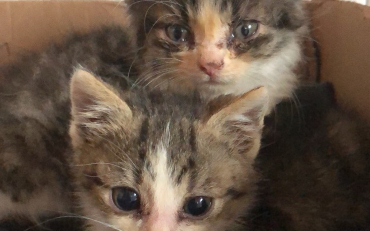 Zbiórka Pomoc dla porzuconych kociąt - zdjęcie główne