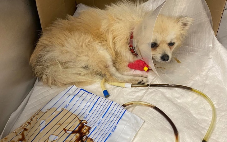 Zbiórka Walka Vanilki z parwowirozą - zdjęcie główne