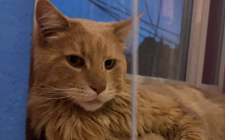 Zbiórka Rekonstrukcja jelita cienkiego - zdjęcie główne