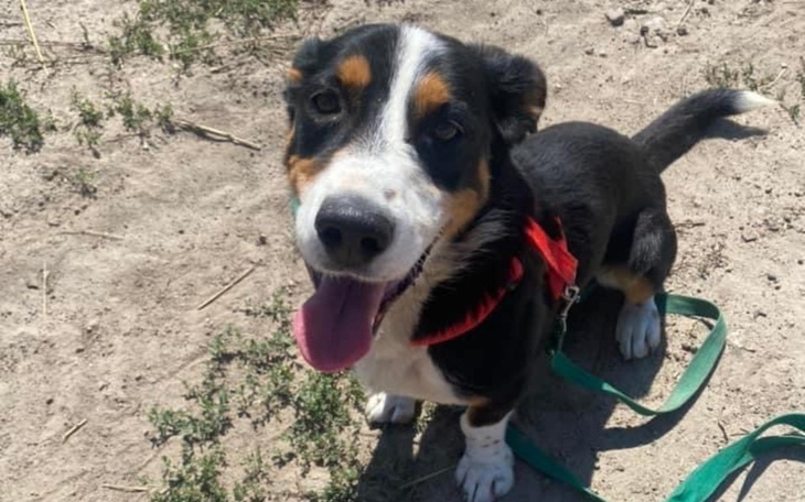 Zbiórka Na transport Kolibra do dt - zdjęcie główne