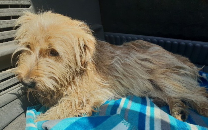 Zbiórka Puszek z połamanym kręgosłupem! - zdjęcie główne